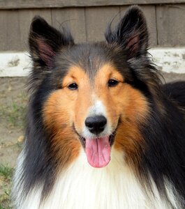 Pet animal closeup