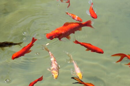 Swim water goldfish