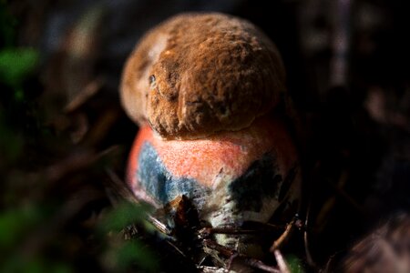 Mushroom schusterpilz thunder sponge photo