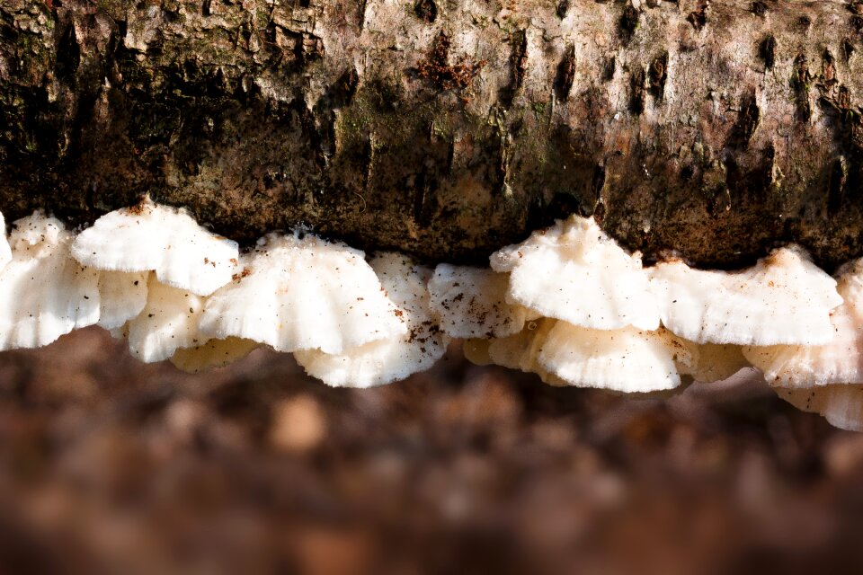 Fibrous felty white