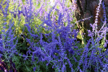Perennial blue butterfly lovers