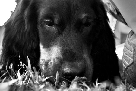 Park muzzle grass photo