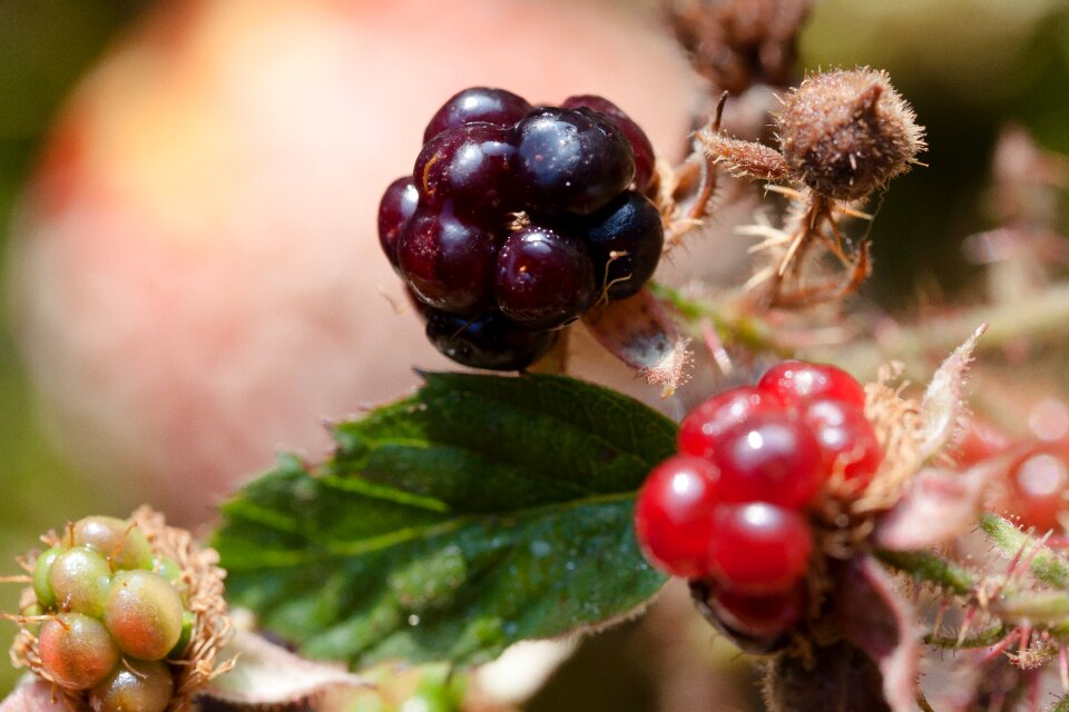 Genus fruits ripe