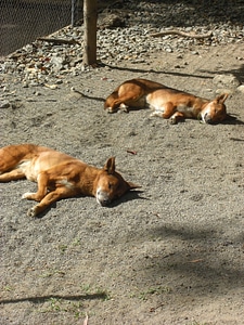 Dog zoo australia photo