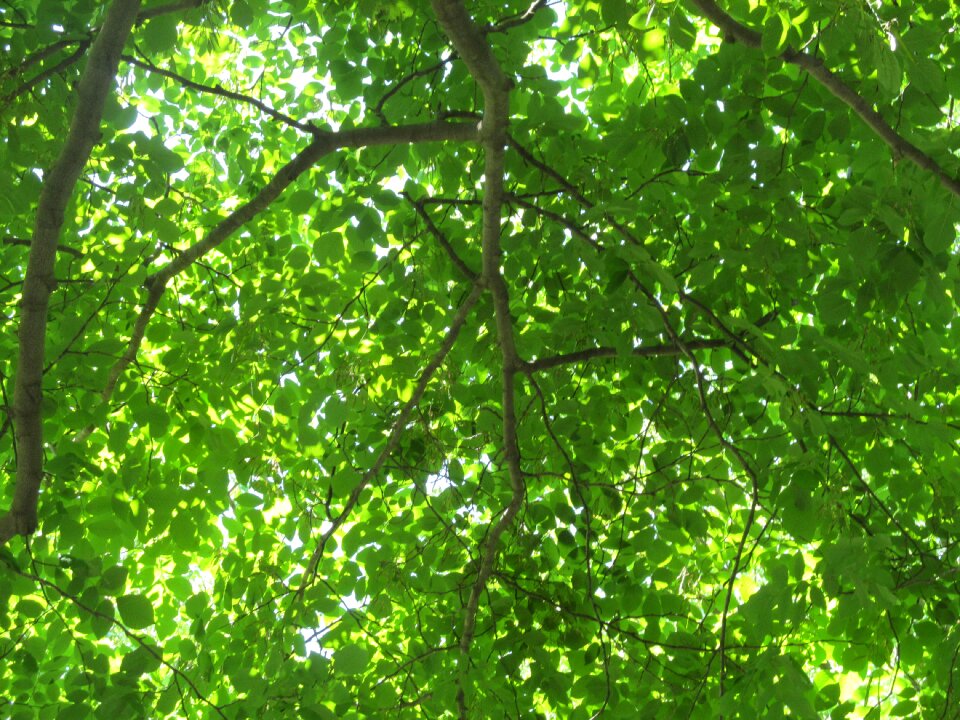 Green foliage plant