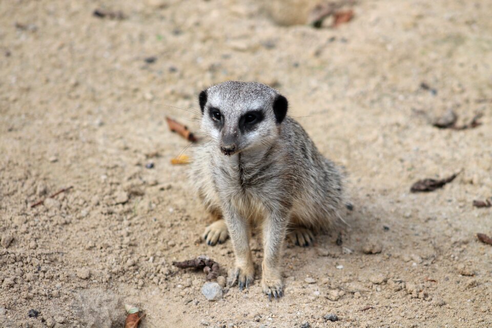Animal nature cute