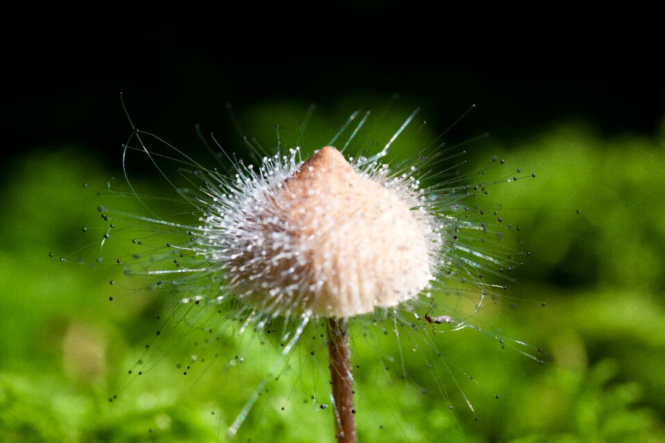 Mushroom genus fruiting bodies small
