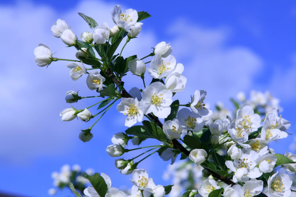 Tree flowering tree white