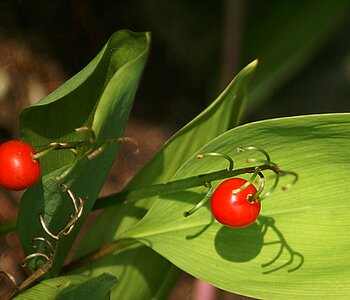 Red fruiting sprig