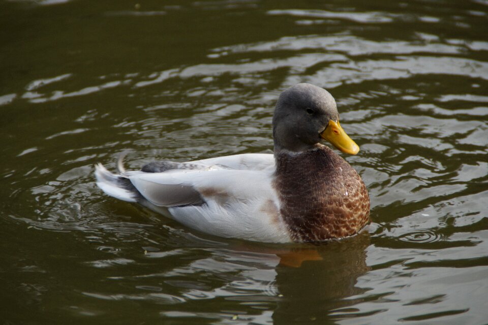 Bird water water bird