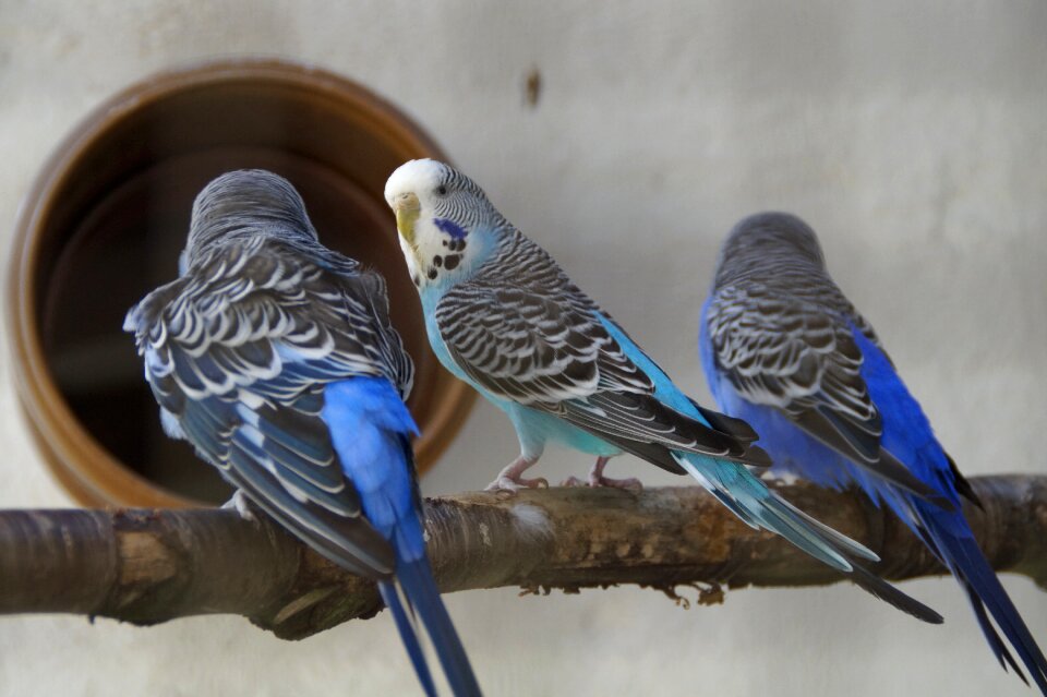 Animal world small parrot friendship