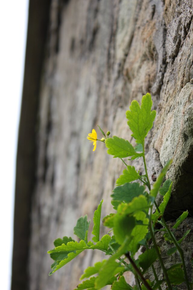 Plant stone green