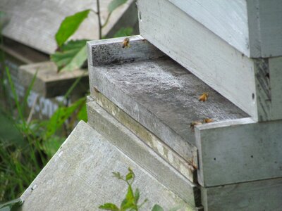 Beehive agriculture insect