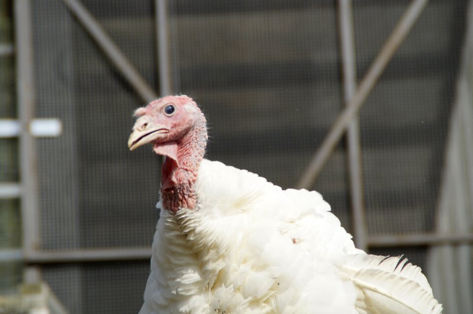 Bird poultry farm plumage