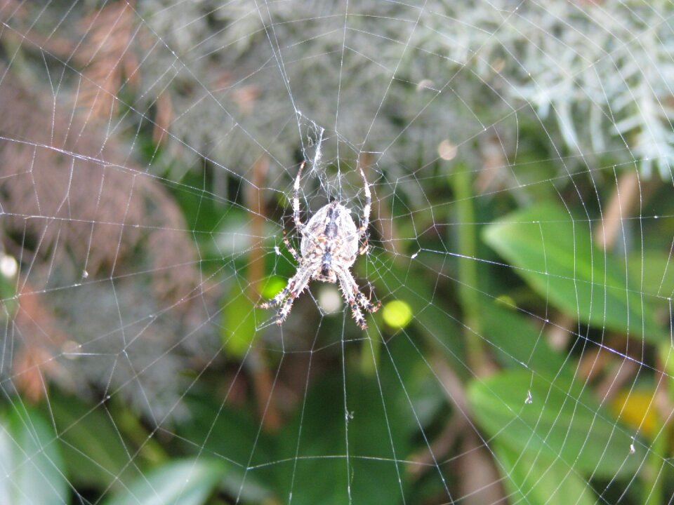Animal hanging arachnid