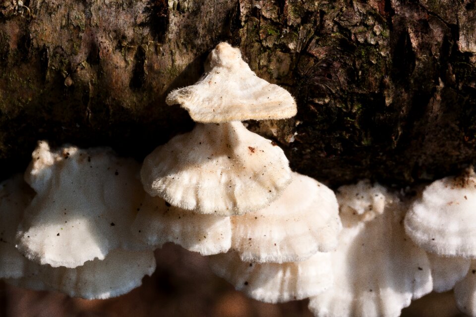 Fibrous felty white