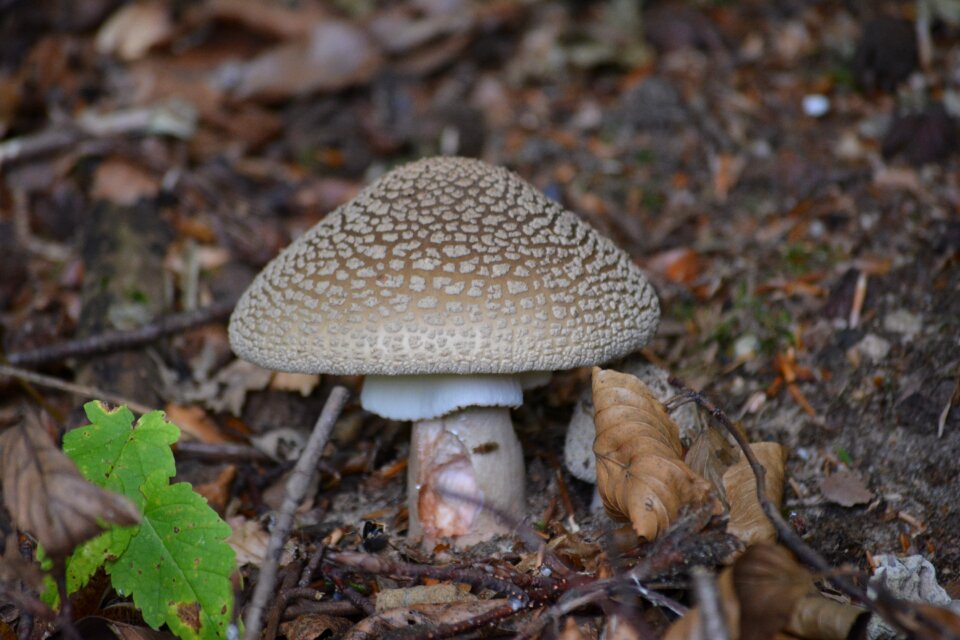 Nature autumn forest