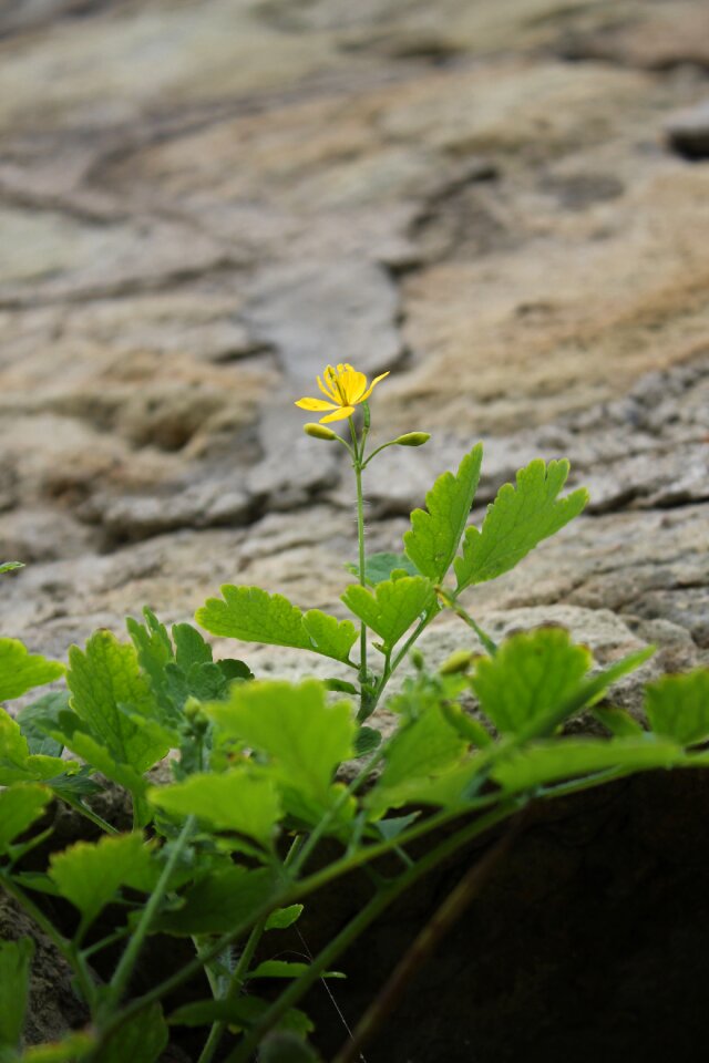 Plant stone green