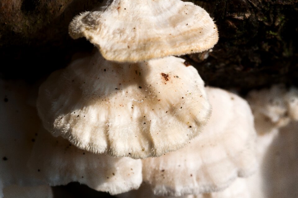 Fibrous felty white
