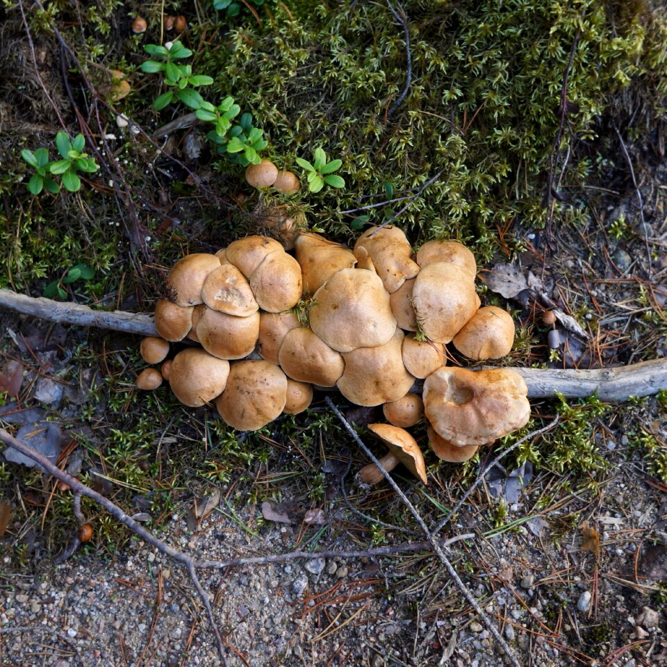 Mushrooms mushroom picking the natural choice