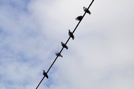 Collect birds lines