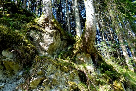Forest rock slope