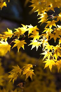 Autumnal foliage leaf