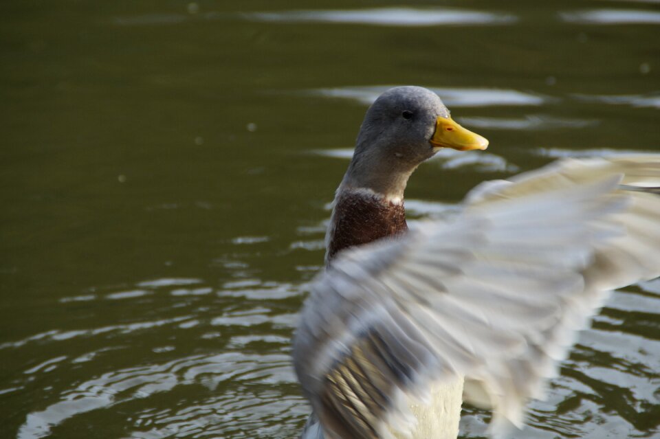 Water bird bird water