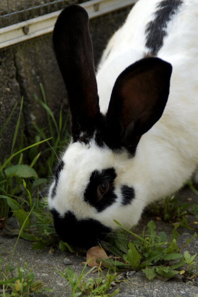 Nager ears long eared