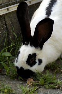 Nager ears long eared