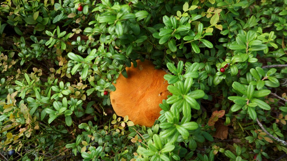 Boletus natural nourishment cranberry-dwarf shrubs