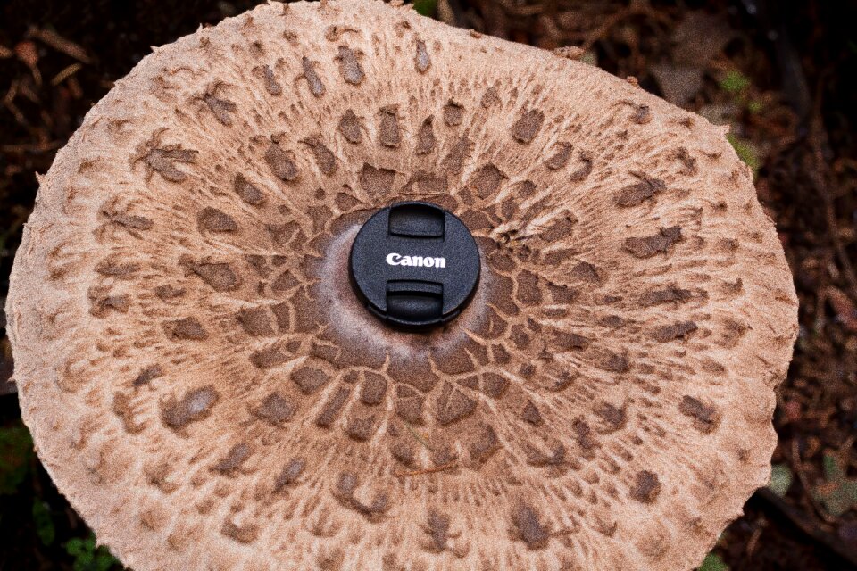 Great schirmling lepiota procera hat