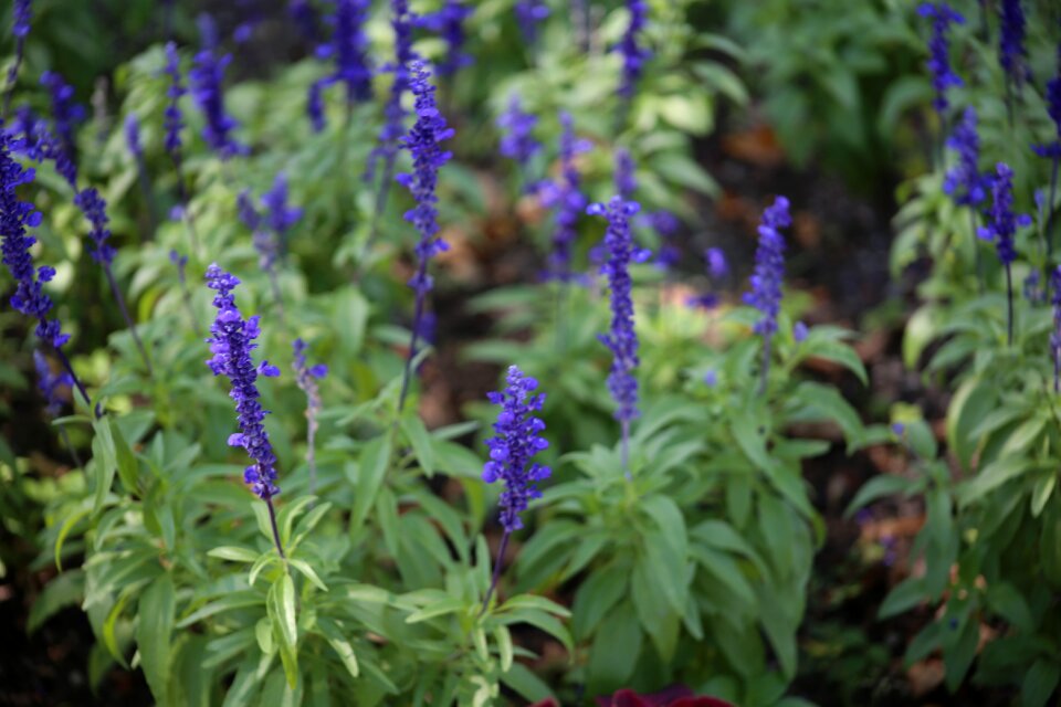 Plant nature summer