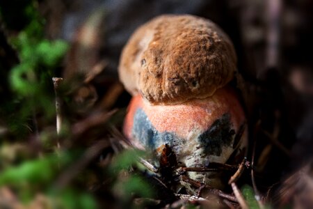 Mushroom schusterpilz thunder sponge photo