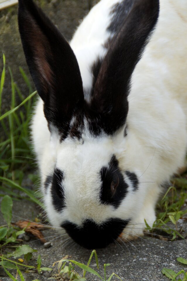 Nager ears long eared