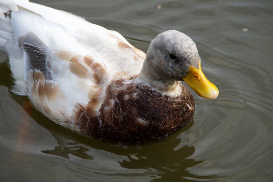 Swim water bird close up photo