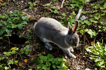 Pet dwarf rabbit cute