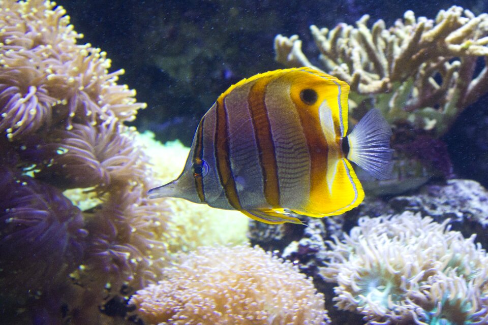 Aqua marine underwater