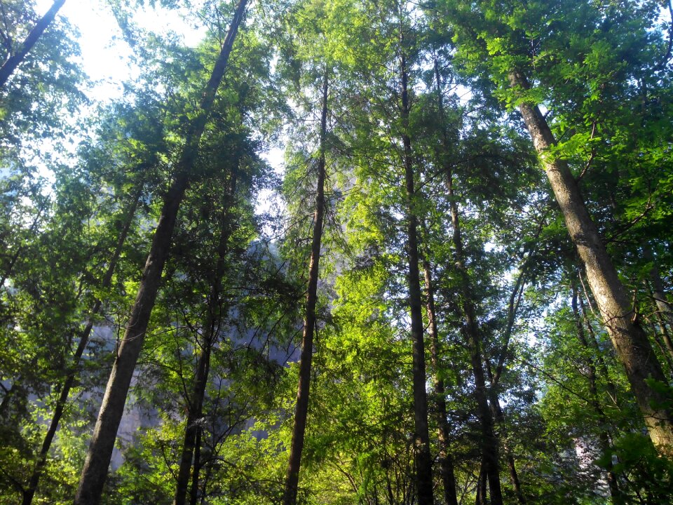 Woods zhangjiajie the scenery