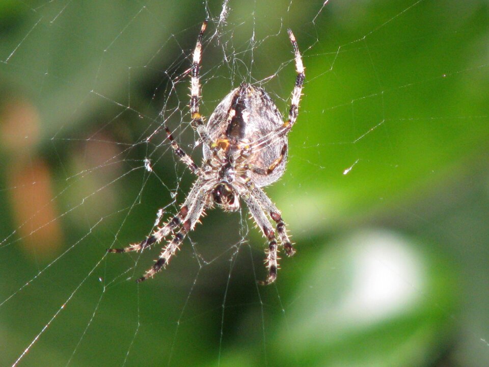 Animal animal world cobweb