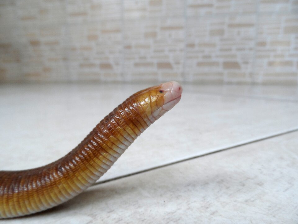 Nature reptile lizards