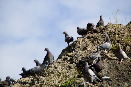 Mass quantitative rock photo