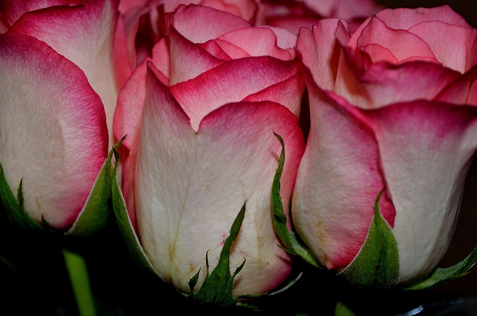 Nature macro background