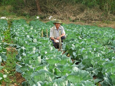 Cabbage field agriculture