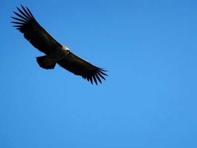 Wildlife nature annapurna