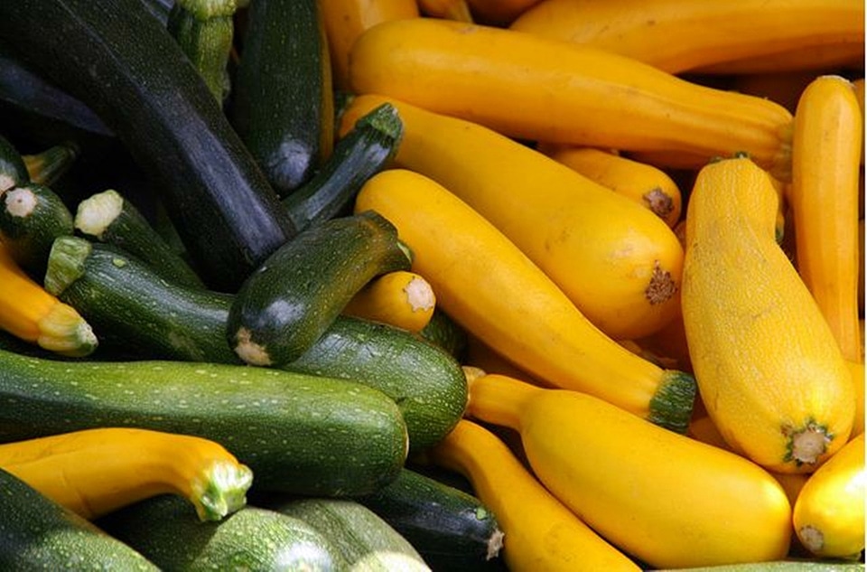 Food vegetable plant