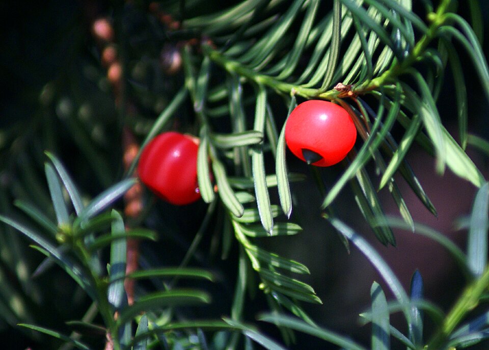 Coniferous bush needles