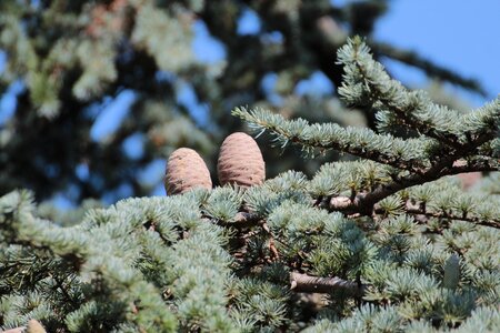 Conifer larch larix larch photo