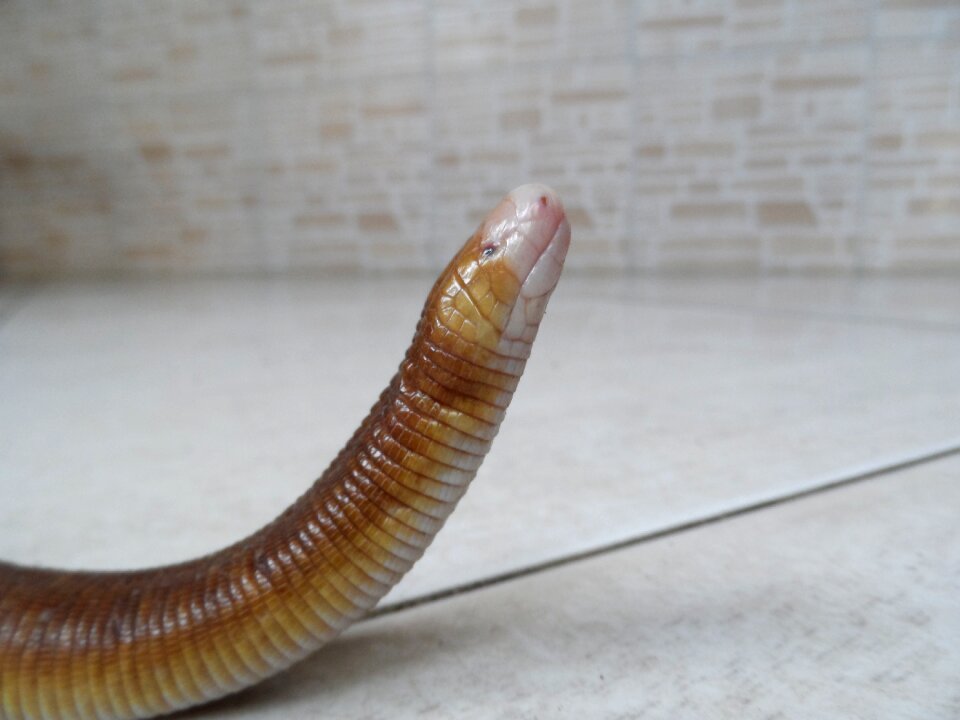 Nature reptile lizard
