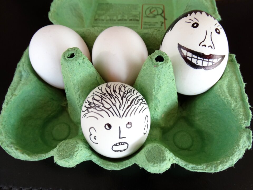 Funny egg carton chicken eggs